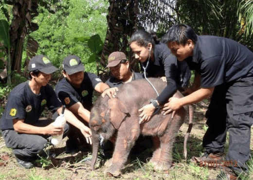 These Amazing People Risked Their Lives To Save Animals