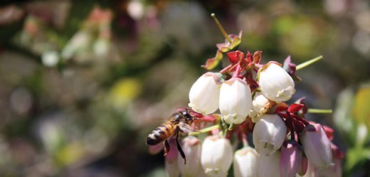 Bumblebees Have a brand new Job: delivering organic Pesticides