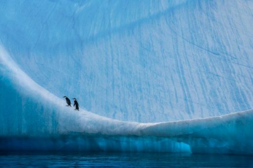 Capturing The Beauty Of Ice, Polar Bears, And Penguins’ Before They Are Gone Forever