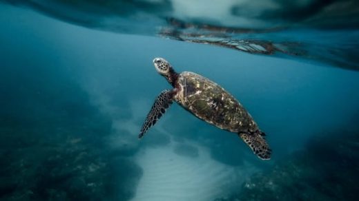 Blue Planet fans can now stay under the sea on Airbnb