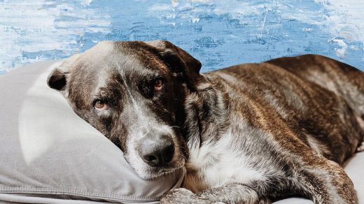 Mystery dog illness: Symptoms, states, and what to know as vets scramble to map out the cause