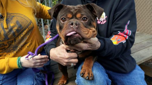 California renters with pets: A new bill might ban blanket no-pets policies and fees