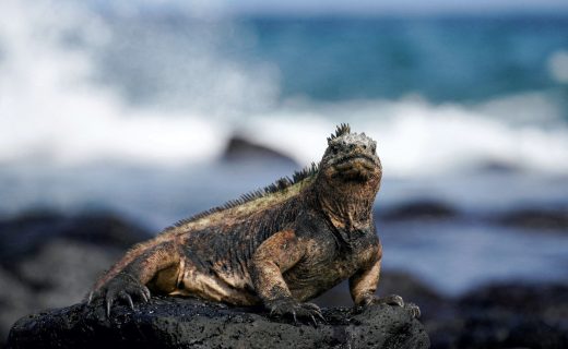 Ecuador eyes new debt-for-nature swaps involving Amazon and ocean protection