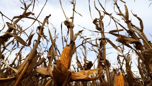 The leafhopper bug is taking over Argentina’s corn fields thanks to climate change