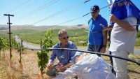 Ukrainian winemakers visit Napa Valley to study regenerative organic farming