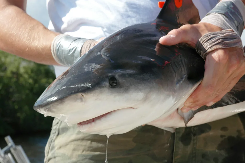 As the planet warms, baby bull sharks are thriving | DeviceDaily.com