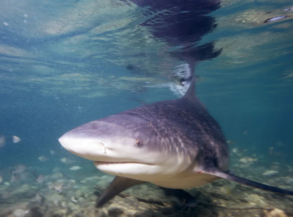 As the planet warms, baby bull sharks are thriving | DeviceDaily.com