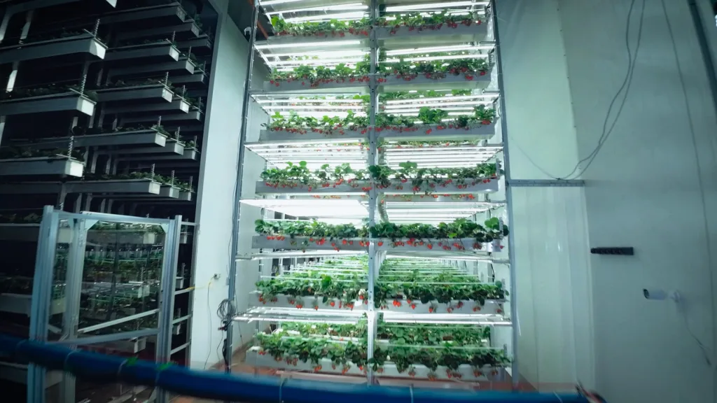 Inside the high-tech farm in New Jersey where Instagram’s favorite strawberries grow | DeviceDaily.com