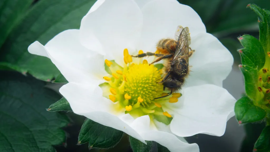 Inside the high-tech farm in New Jersey where Instagram’s favorite strawberries grow | DeviceDaily.com