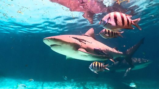 As the planet warms, baby bull sharks are thriving