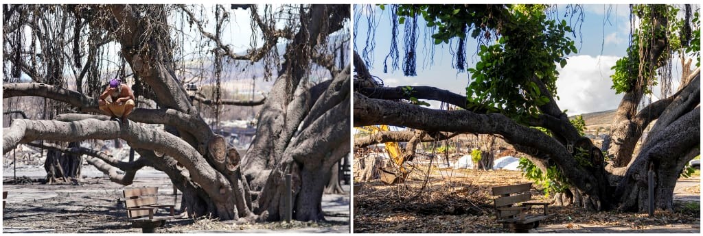 How Lahaina’s 151-year-old tree survived Maui’s devastating wildfire | DeviceDaily.com