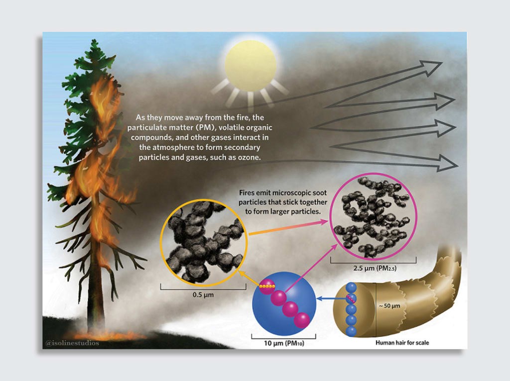 Wildfire smoke makes some trees hold their breath, researchers find | DeviceDaily.com