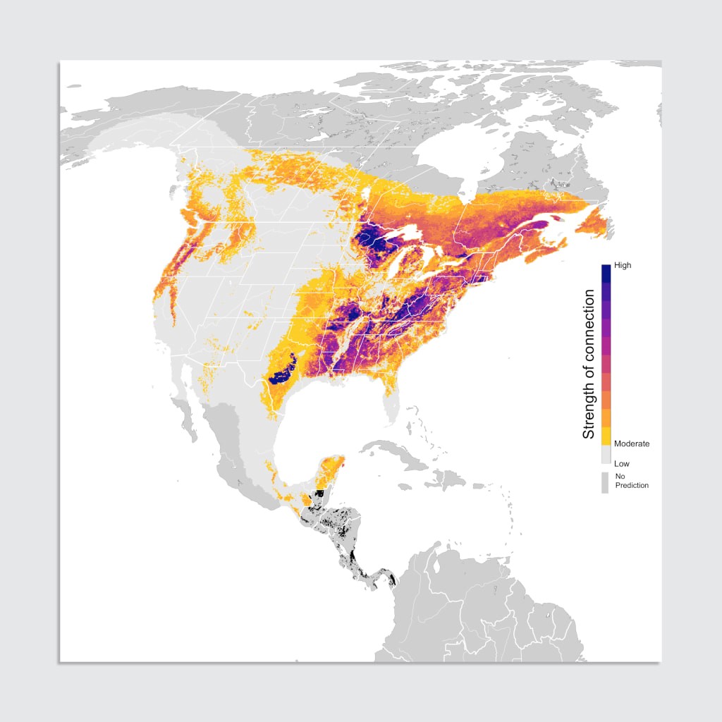 Drug-related deforestation in Central America is threatening migratory birds, research shows | DeviceDaily.com