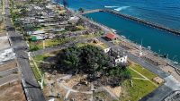 How Lahaina’s 151-year-old tree survived Maui’s devastating wildfire