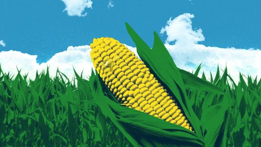 ‘Corn sweat’ is a real thing—and it’s making the Midwest unbearable