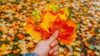 Fall Foliage Map 2024: Best dates to enjoy the season’s changing colors in your area