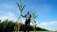 ‘Short corn’ could take over the Midwest’s cornfields