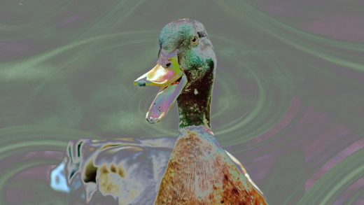 Those AI-generated ducks on X are part of a racist MAGA lie