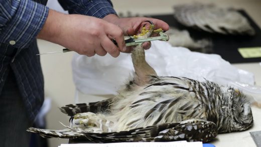 West Coast states to ramp up killing invasive owls to save native birds