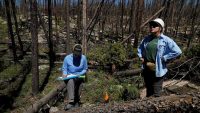 Wildfires have decimated forests. Here’s why replanting trees is a challenge