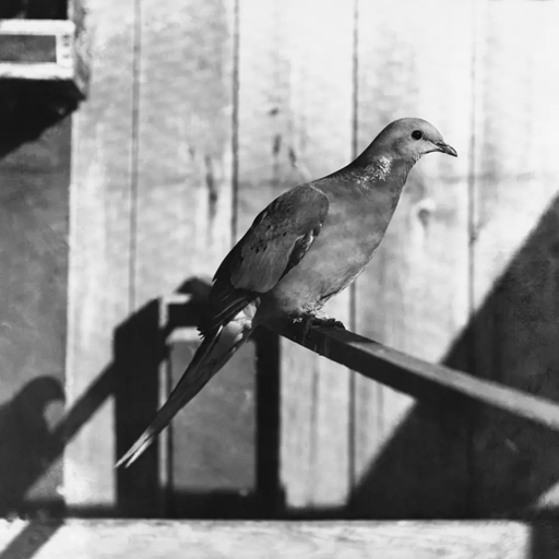 How the whip-poor-will became an iconic bird of American horror | DeviceDaily.com