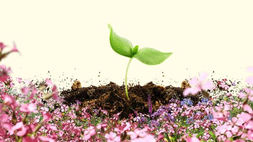 5 gardening rules to apply to your business