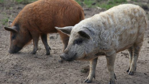 Farmers could use AI to keep pigs happy, researchers say