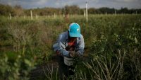 Farm groups urge Trump not to deport farmworkers. Here’s why