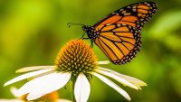 Monarch butterfly may get federal protections as a threatened species