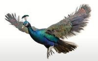 Project Peacock Made Discover’s Campaign Fly