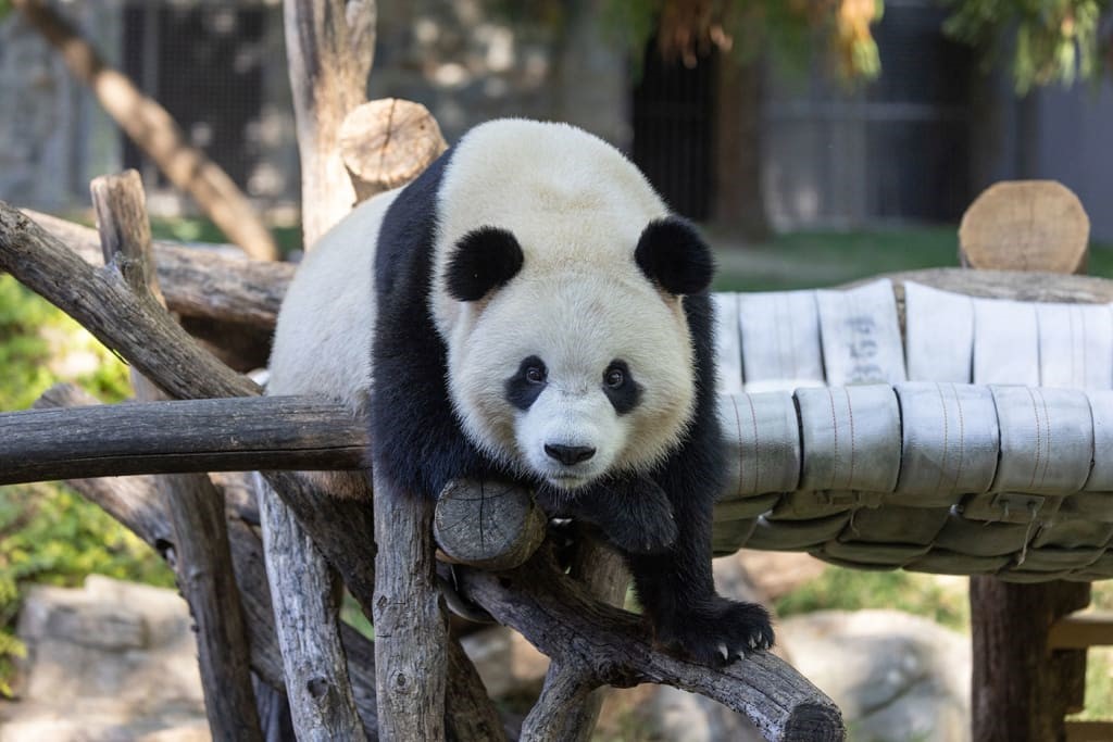 Giant panda cam livestream: Watch Bao Li and Qing Bao make their National Zoo debut in D.C. | DeviceDaily.com