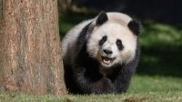 Giant panda cam livestream: Watch Bao Li and Qing Bao make their National Zoo debut in D.C.