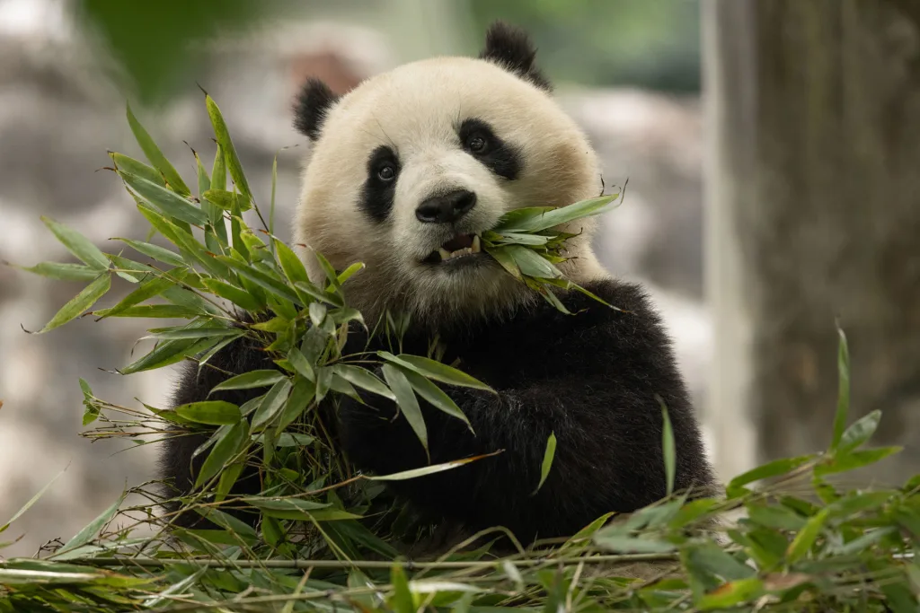 Giant panda cam livestream: Watch Bao Li and Qing Bao make their National Zoo debut in D.C. | DeviceDaily.com