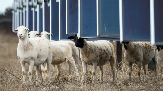 Sheep in Texas are helping the solar industry. It’s mutually beneficial